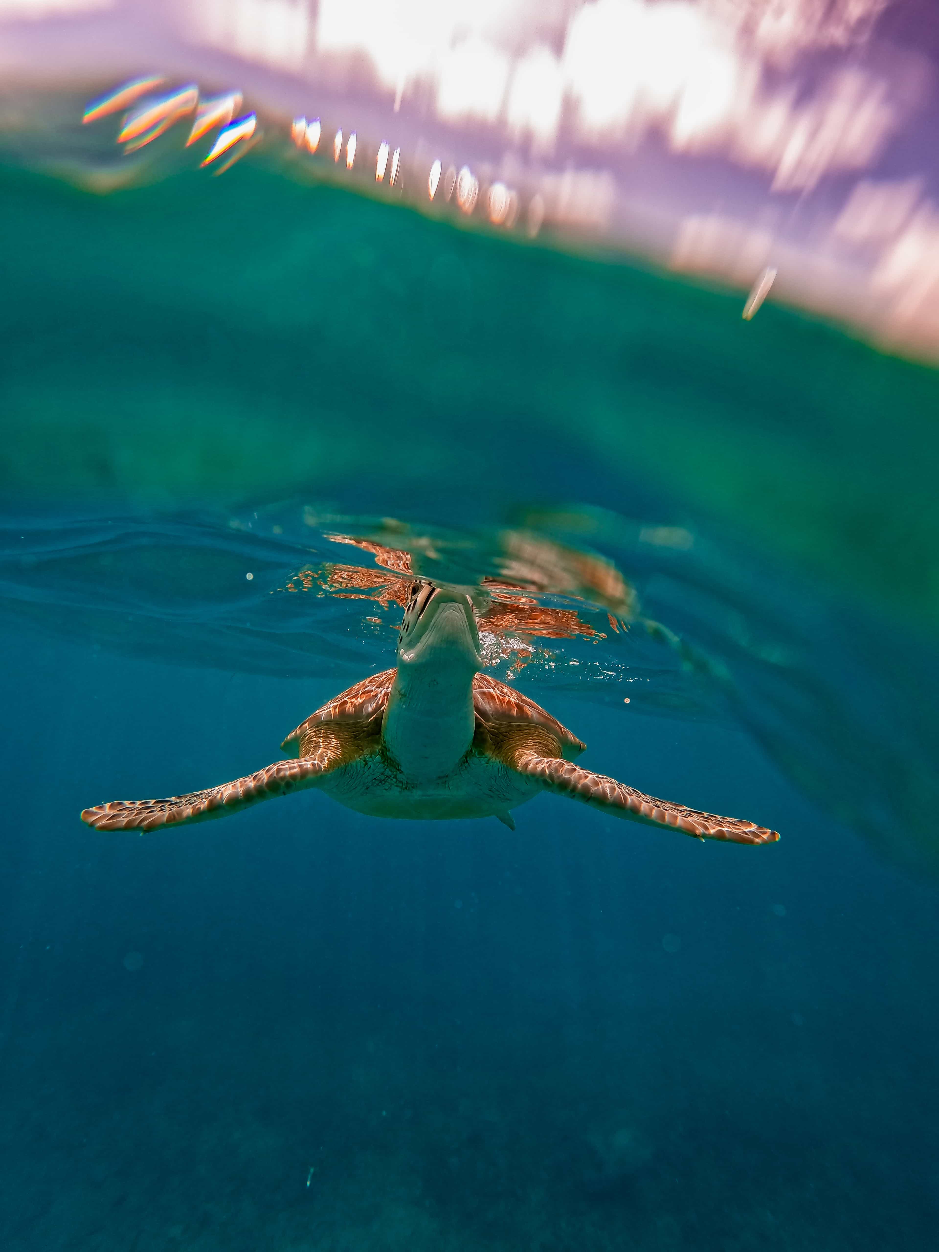 The Tulum Sea Turtle and Rays 1.5 Hours Snorkel Experience