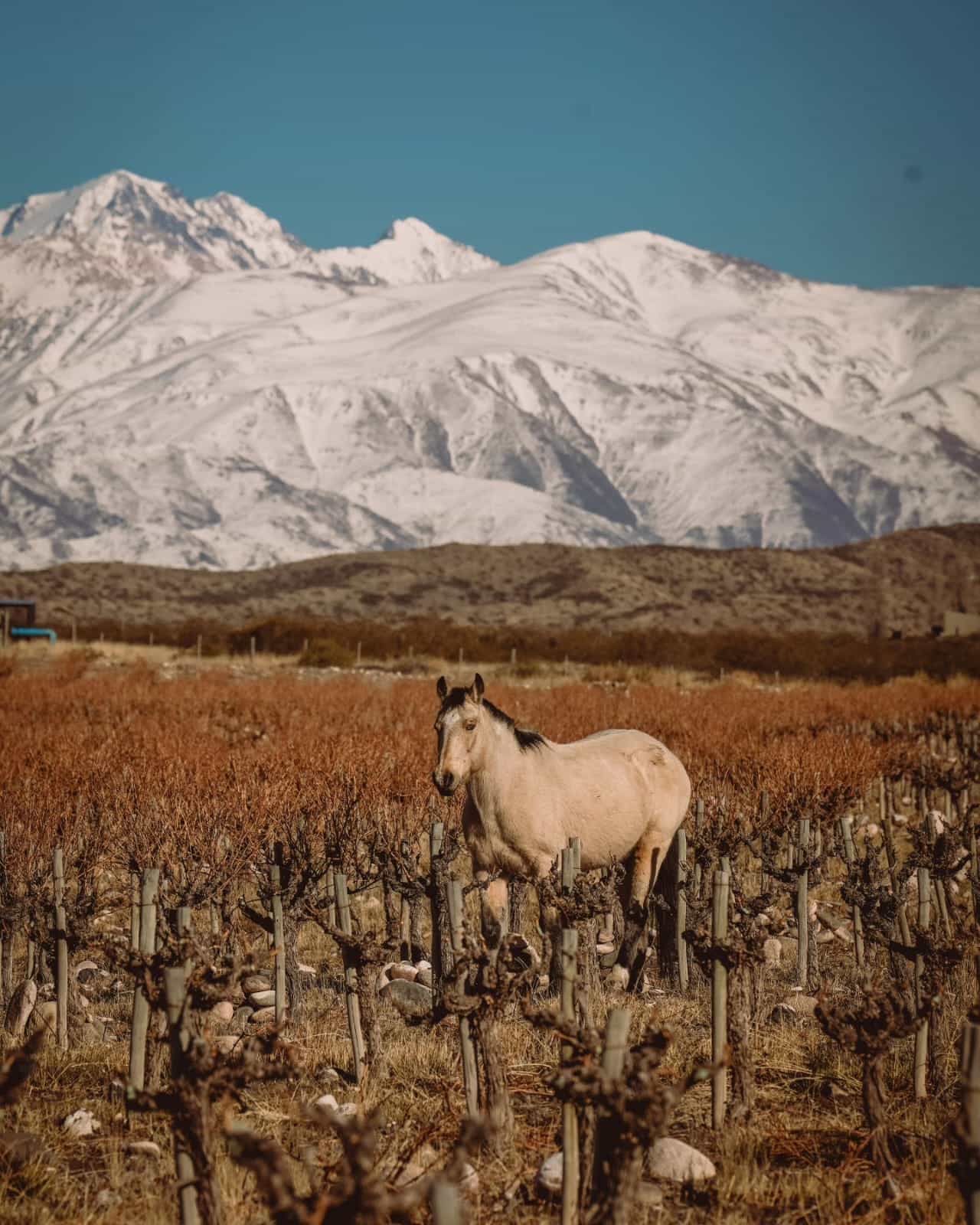 Ruta Escénica: De Mendoza a los Andes