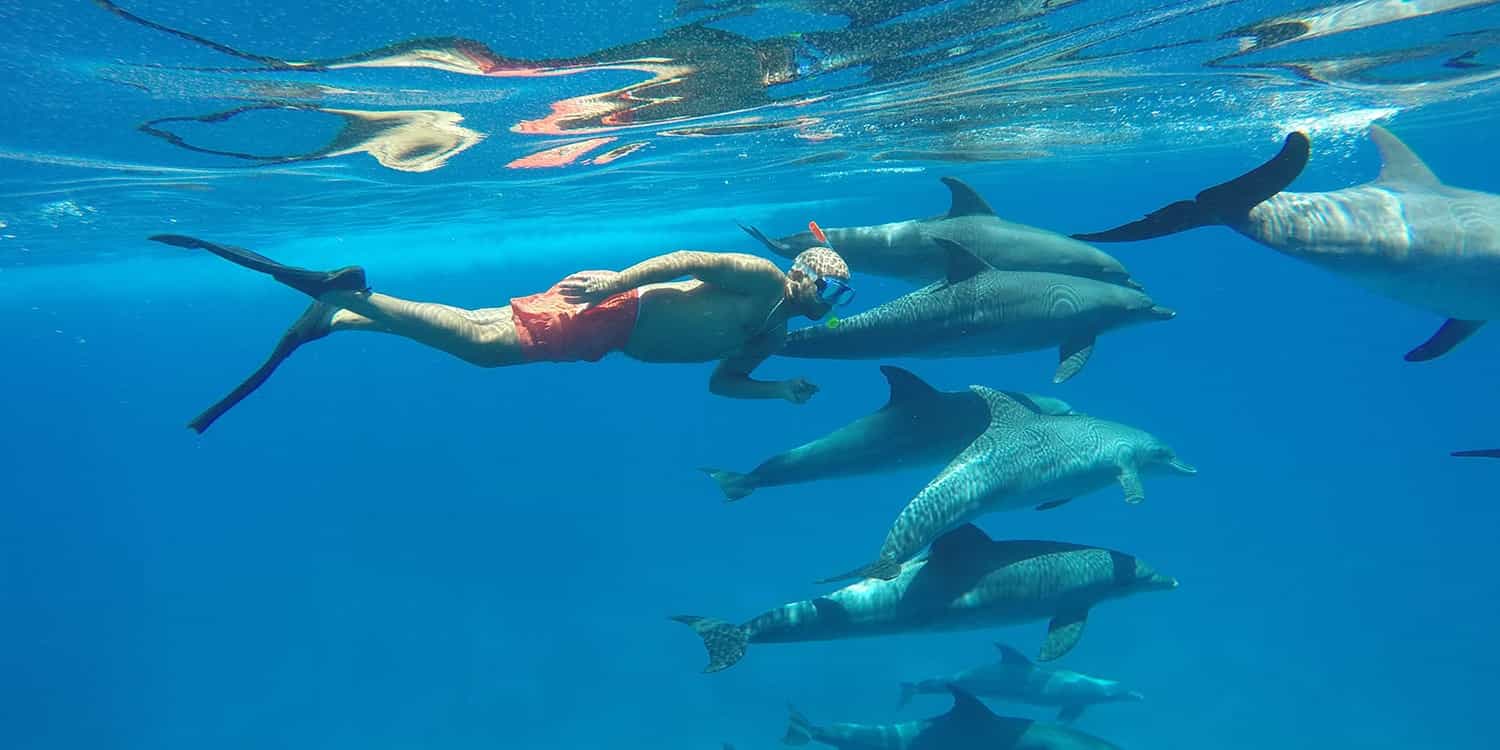 Book Now Dolphin House
