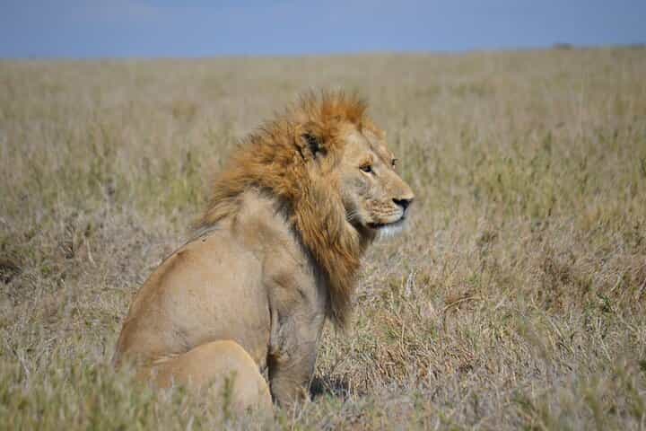 4-Day Great Migration Safari – Peak Season Adventure (June–Sept)