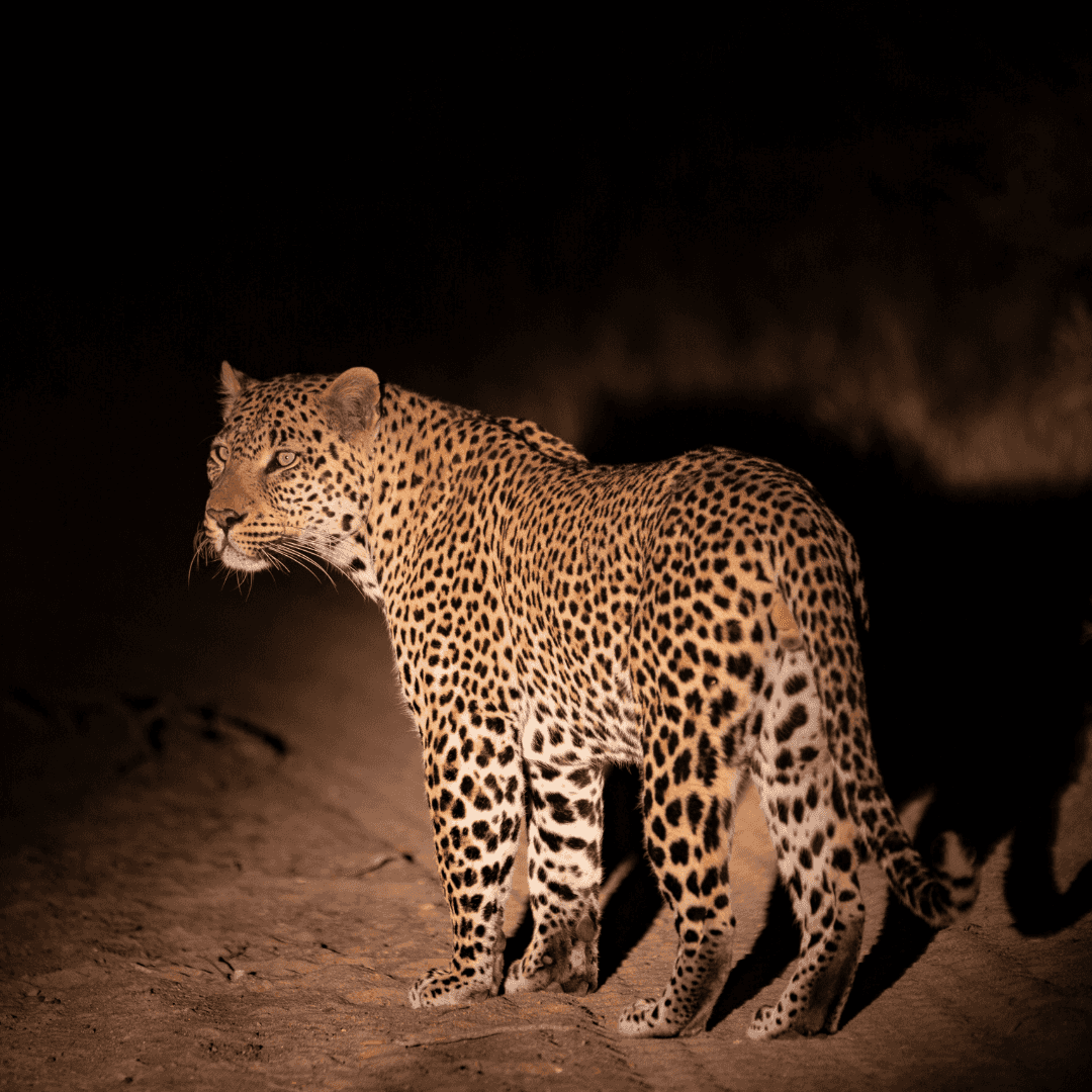 Night Game Drive at Tarangire National Park