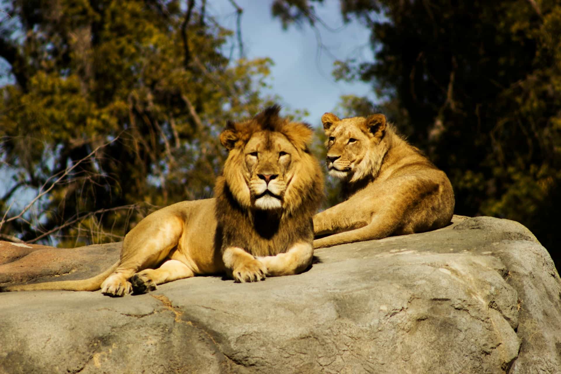 6 Days Lodge Safari Luxury Plus - The Serengeti Trail & Lake Manyara