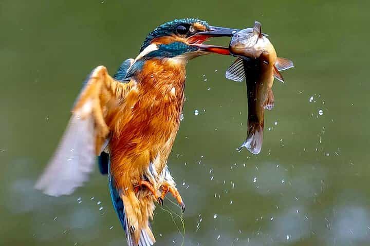 3-Day Private Birding Experience at Lake Bunyonyi