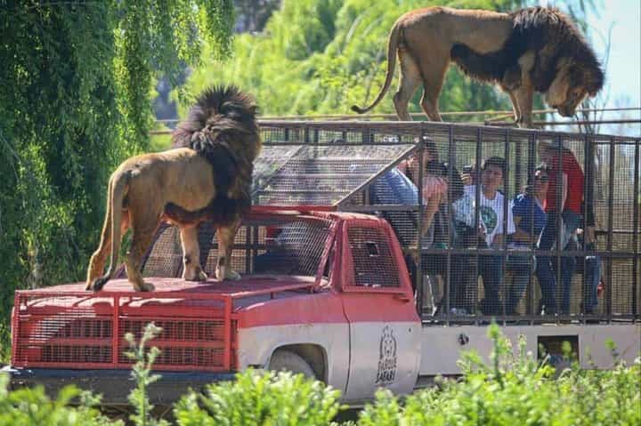 Safari Park Experience from Santiago