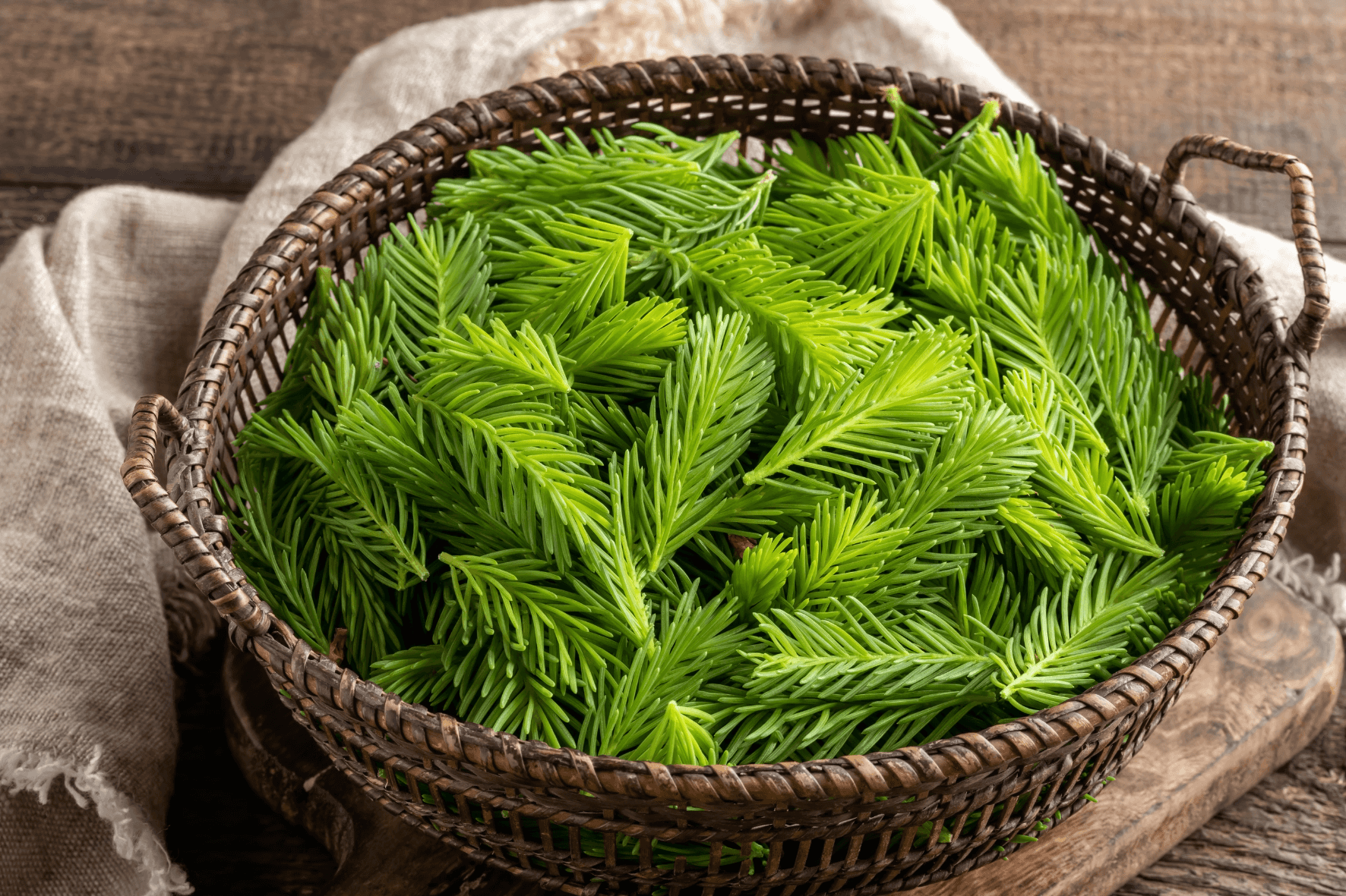 VÄKI - Forgotten and Mystical Power of the Nature