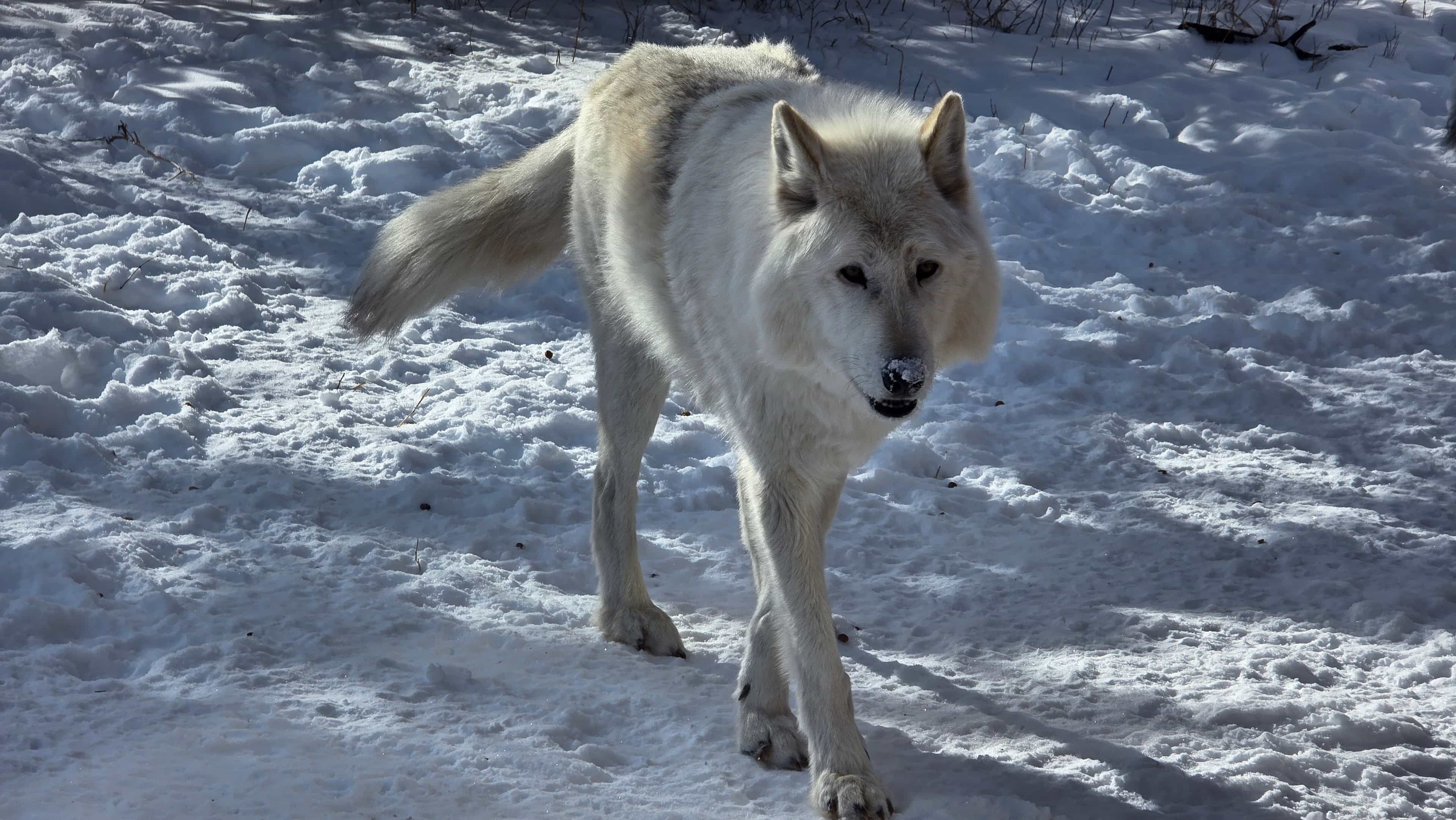 Calgary Half Day Tour - Wolfdog Sanctuary Intro Tour Included
