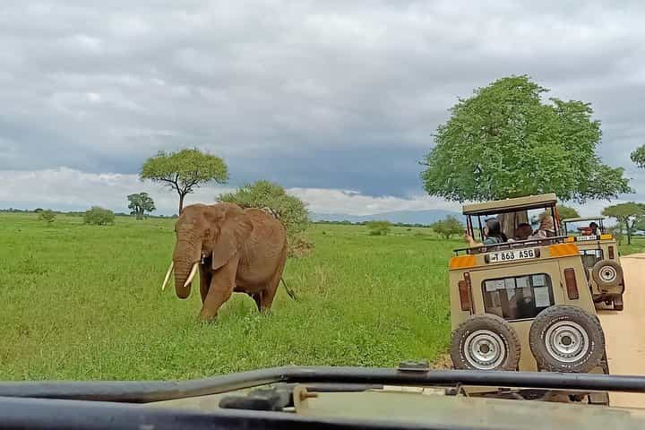 1-Day Tarangire National Park Tour