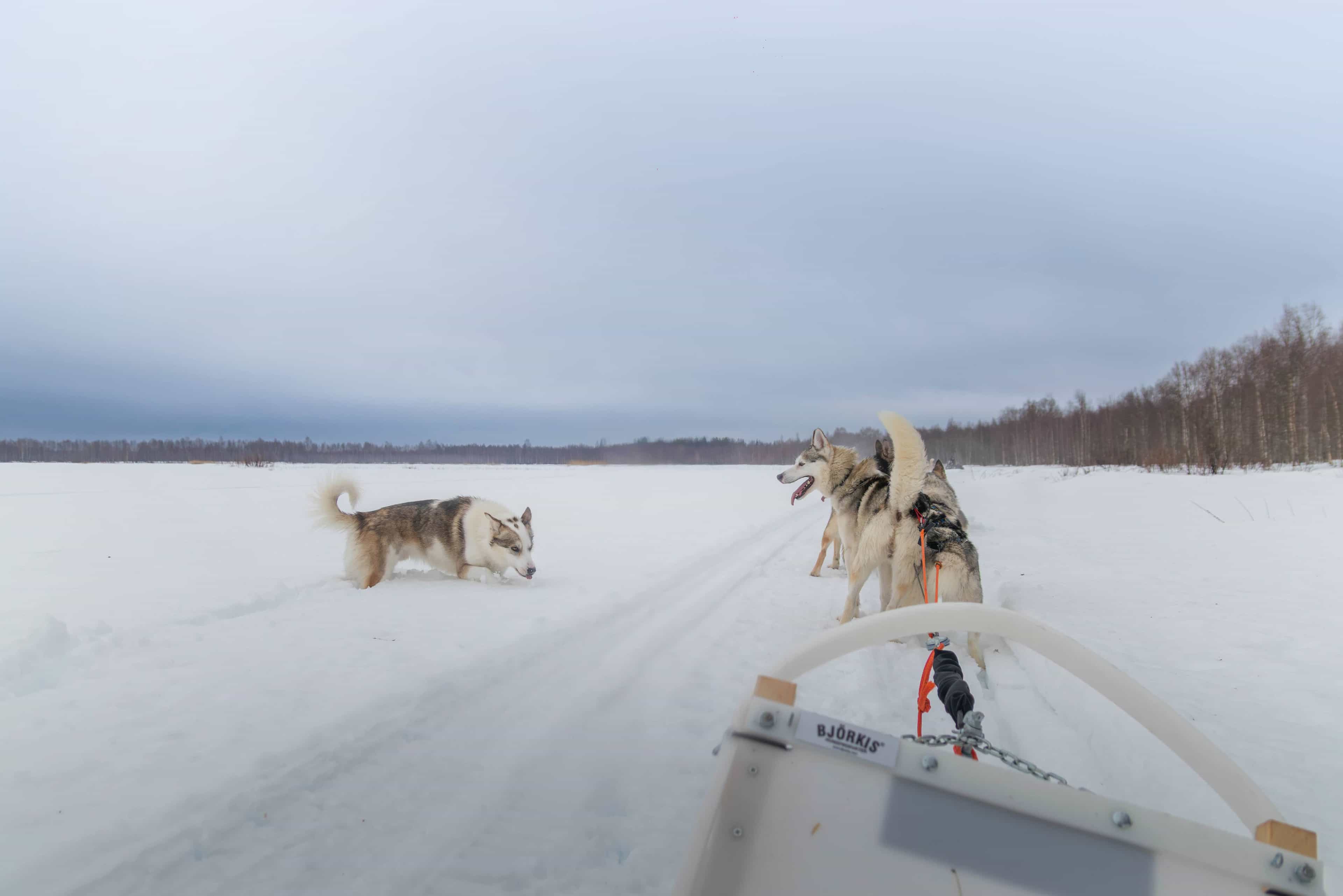 5 km Self Driven Husky Sled Adventure in Rovaniemi