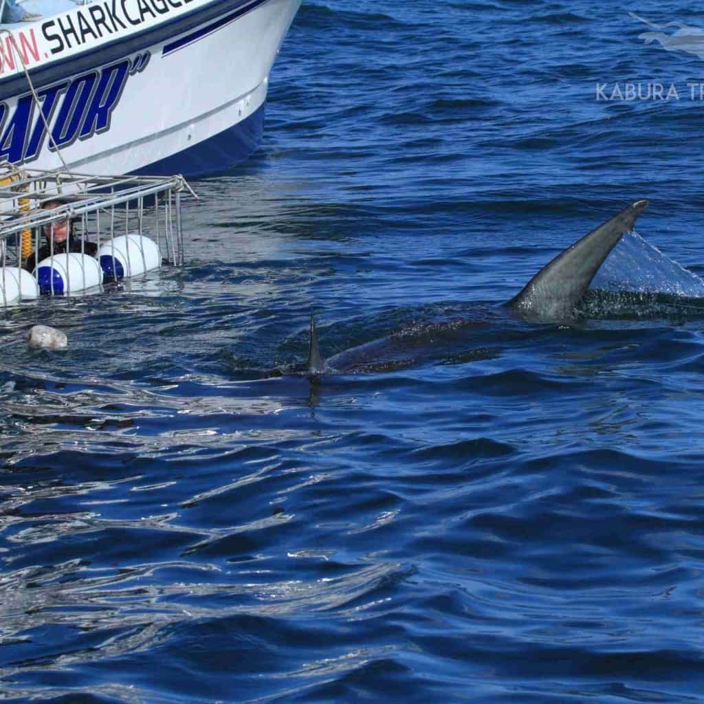 Private Shark Cage Diving Trip With Private Boat and Transfers