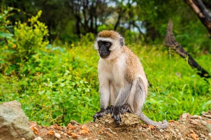 5 Days Tanzania Budget Camping Safari from Arusha
