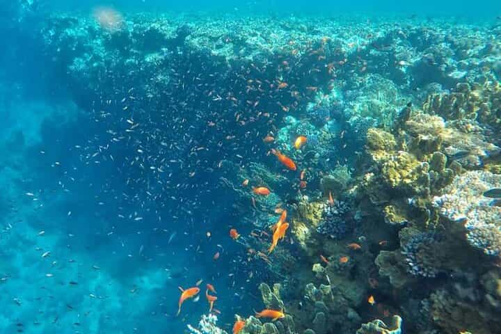 Snorkeling trip to Ras Mohamed & The White Island aboard Luxury Yacht