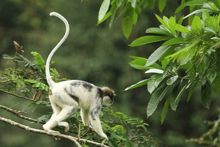Sinharaja Rainforest Private Day Tour from Galle
