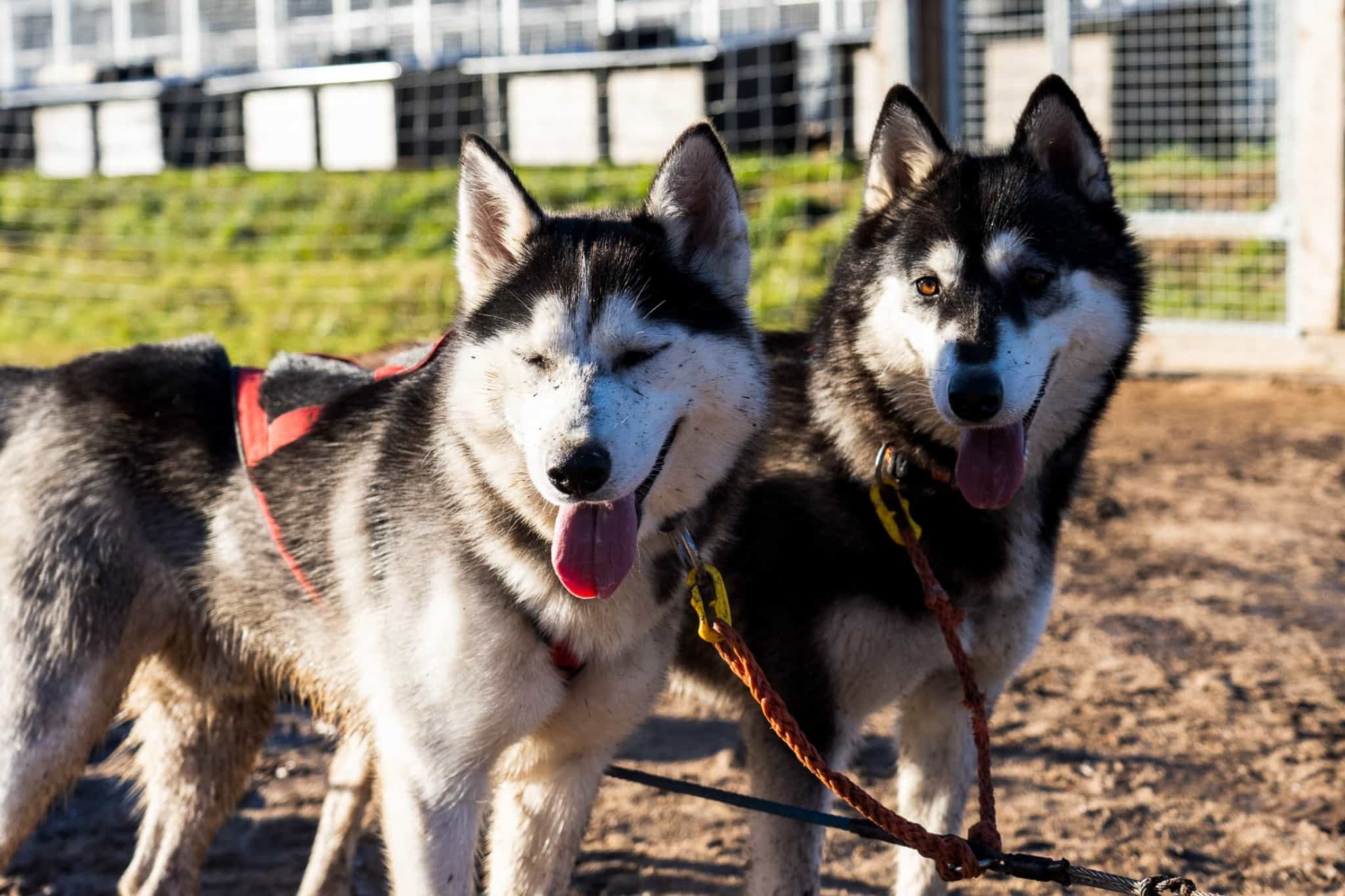 Rovaniemi: Autumn Husky Safari - Drive Your Own Husky Team (5-8 km), Small Group & BBQ