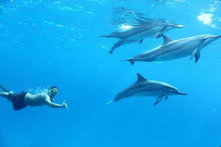 Dolphin House Snorkeling Adventure at Samadai Reef – Marsa Alam