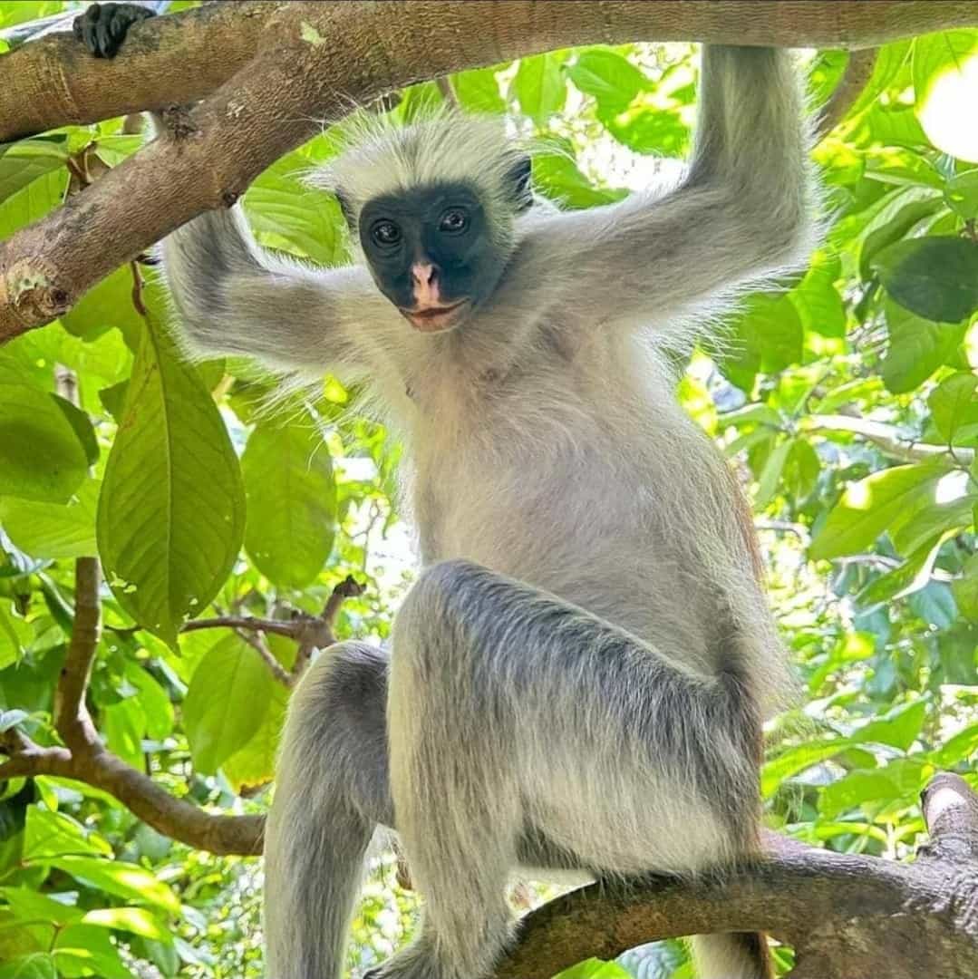Zanzibar: Jozani Forest Walk & Red Colobus Monkey Encounter