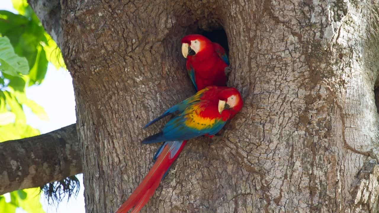 Carara National Park / Guided Walk