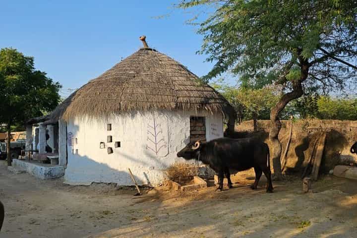 Bishnoi Village Cultural Tour from Jodhpur