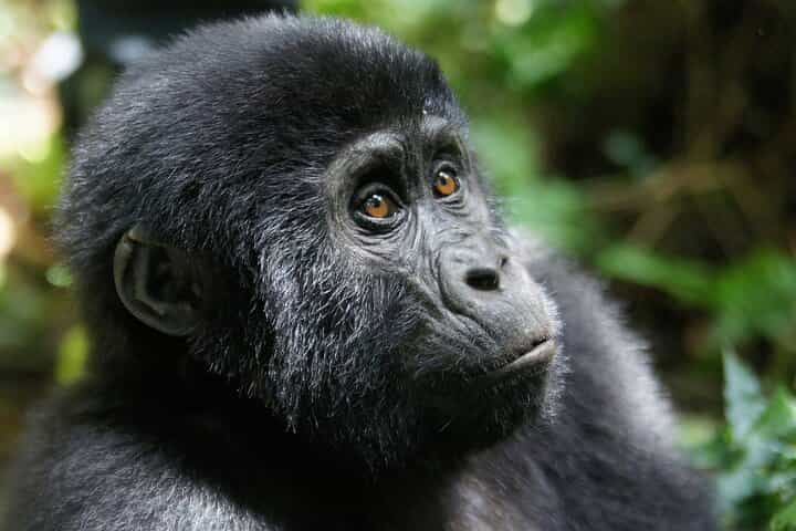 Bwindi Mountain Gorilla Trekking 