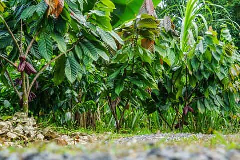 Chocolate and Coffee Making with Butterfly Farm Combo Tour