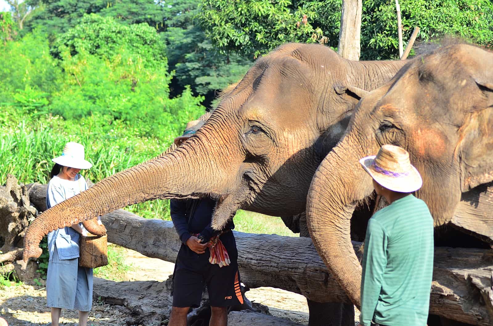 Hug Chang (Elephant) Chiangmai with Bamboo Rafting abd Long neck Tribe Village.