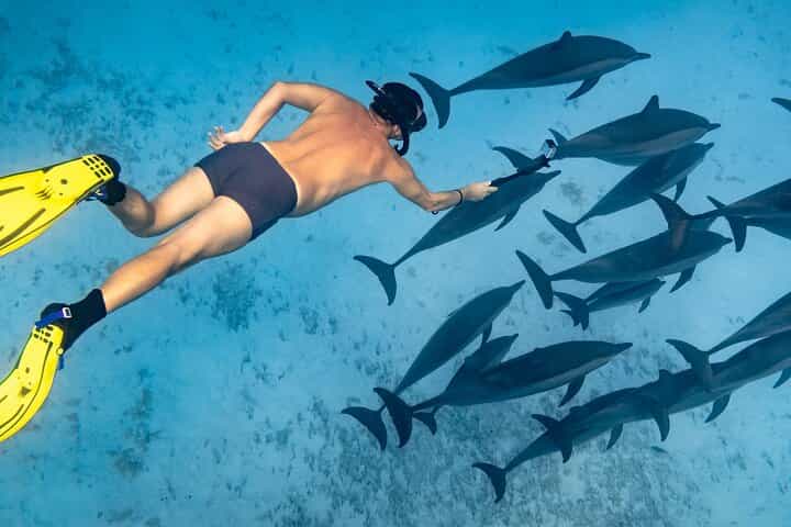 Sataya Reefs Dolphin Snorkel Cruise with Lunch - Marsa Alam