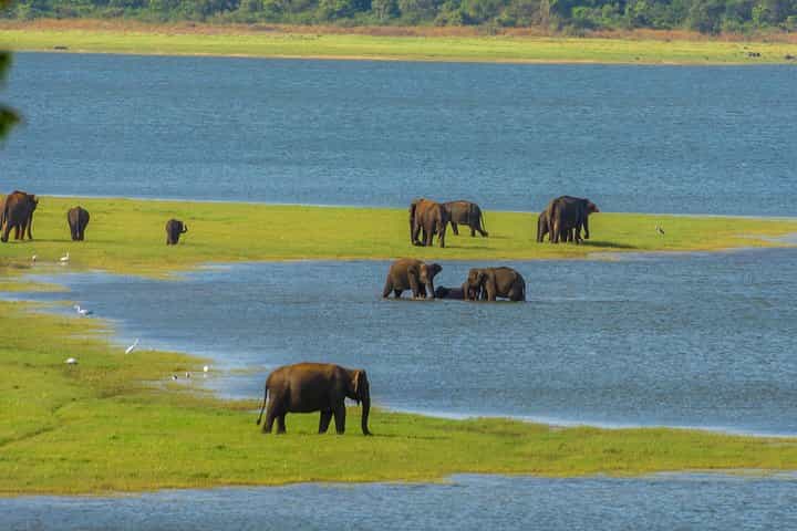 Sigiriya Rock and Wild Elephant Safari from Negombo