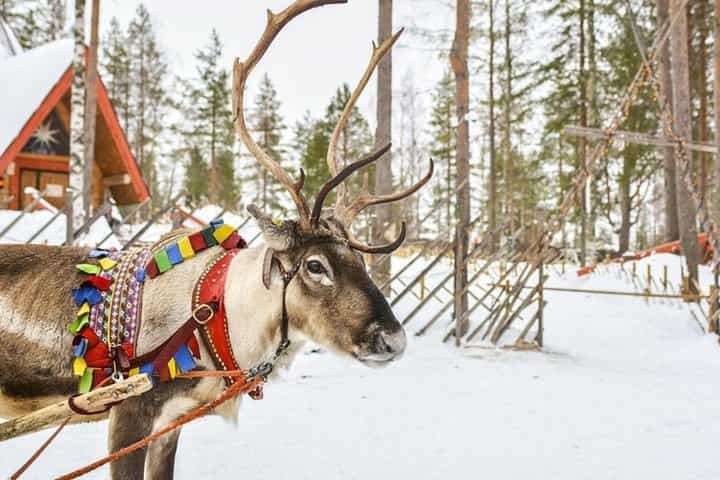 Lapland Classic: Reindeer Safari from Levi with Hot Drink & Local Farm Experience