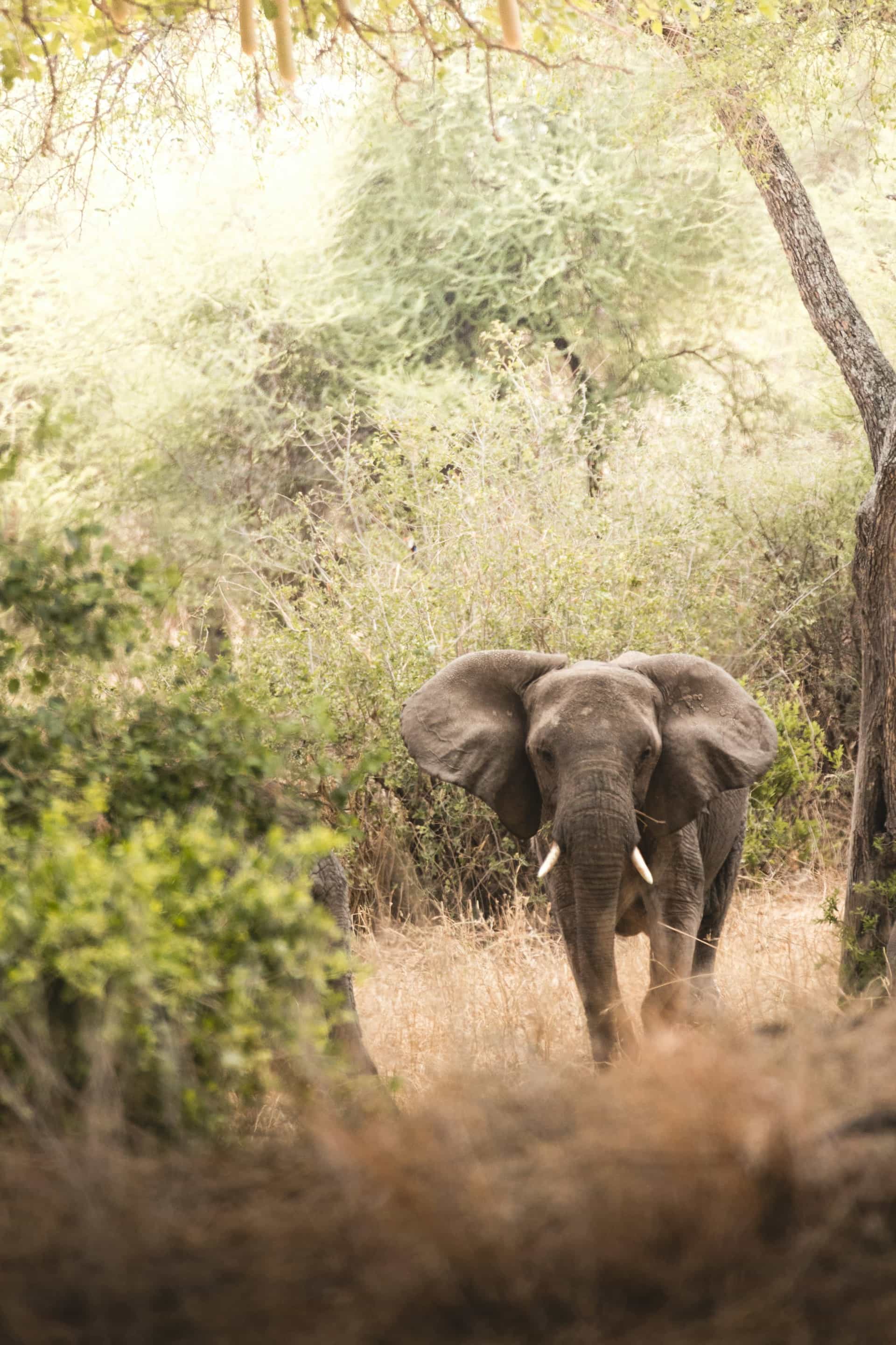 10 Days - Complete Tanzania, Lodge & Tented Camp Luxury Safari