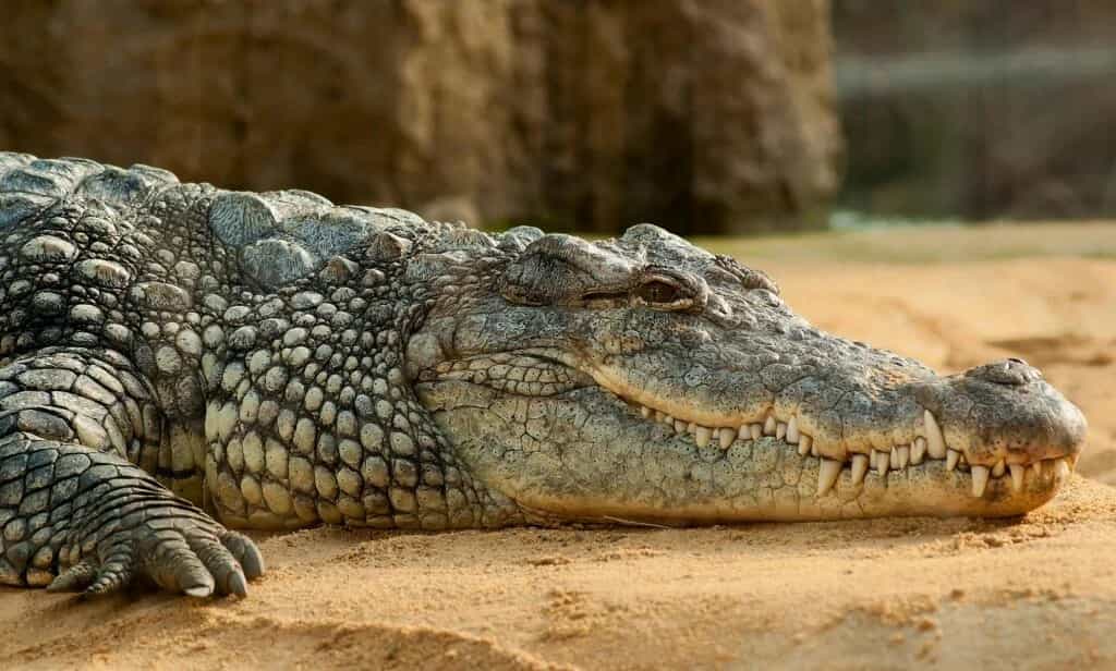 Crocoparc Agadir