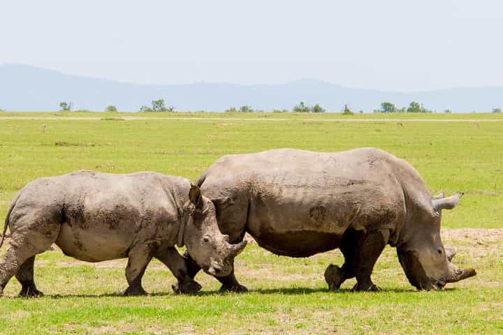 2-Day Ol Pejeta Conservancy Safari