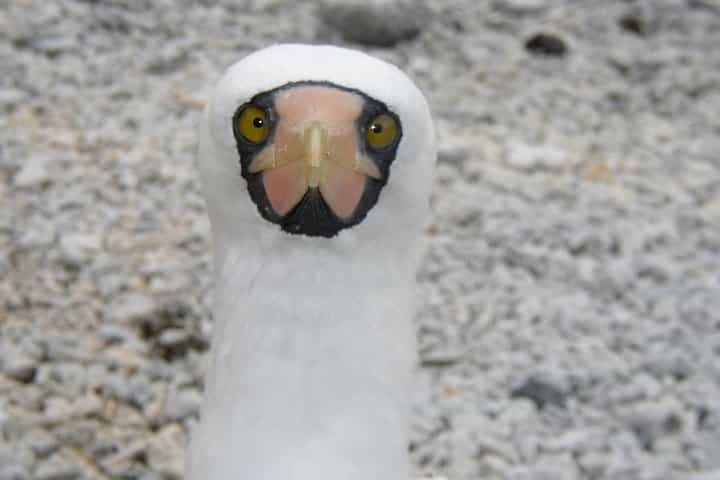 Visit to Spanish island * (San Cristobal) *