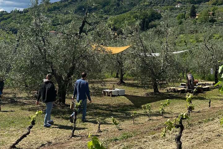 Picnic among the Olive trees and Tasting of Extra Virgin Olive Oil and Local Flavors