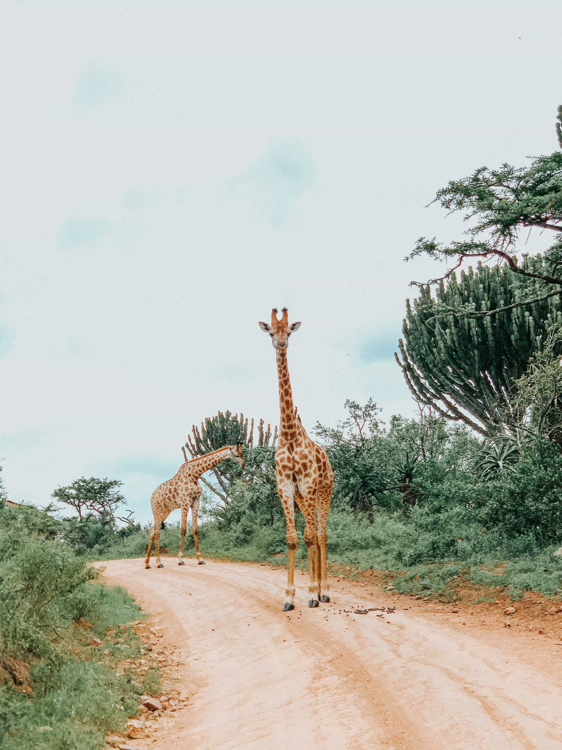 8 Days - Lodge & Tented Camp Midrange Safari