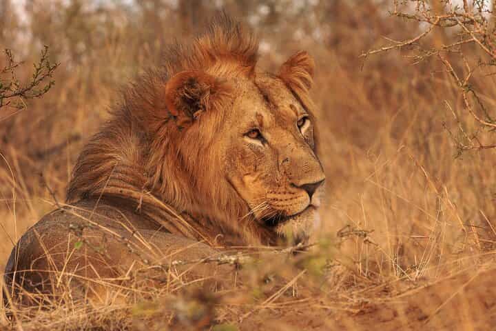 Big 5 Game Drive Sunset Safari