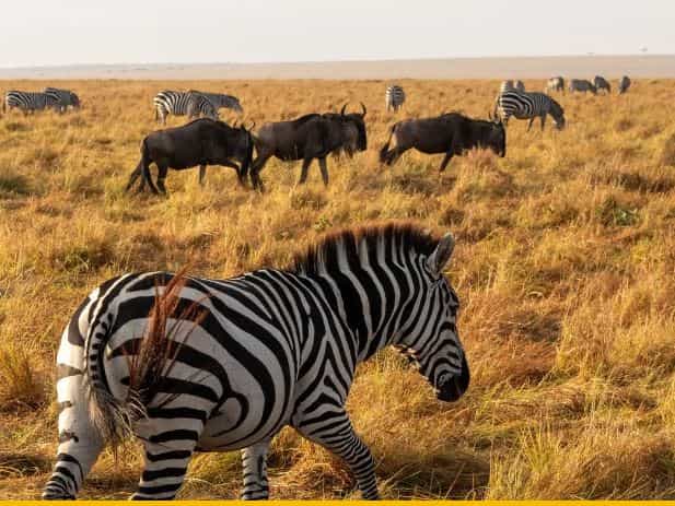 2-Day Masai Mara Private Get Away Safari Experience