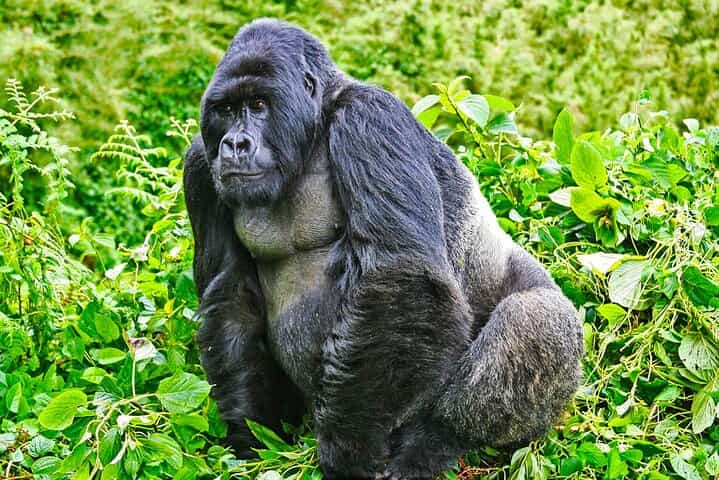Safari 2 Days, 1 Night - Rwanda Mountain Gorilla Trekking & Rwanda Memorial