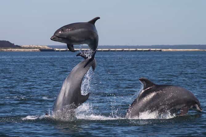 Dolphin Jeep Tour 