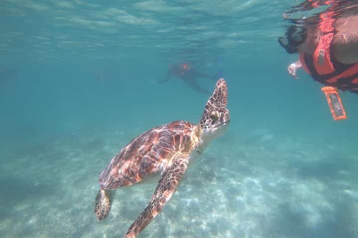 Akumal : Snorkeling with Green Turtles + Photos with GoPro