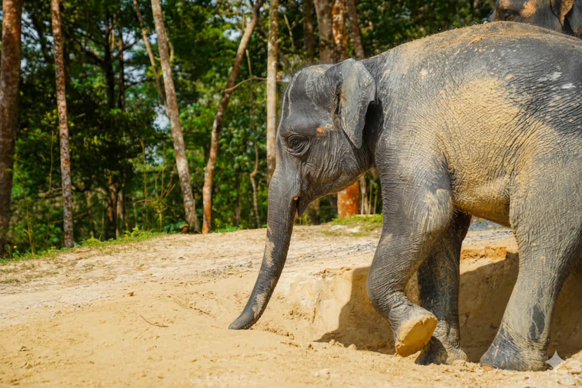 Half-Day with Gentle Giants with Meal