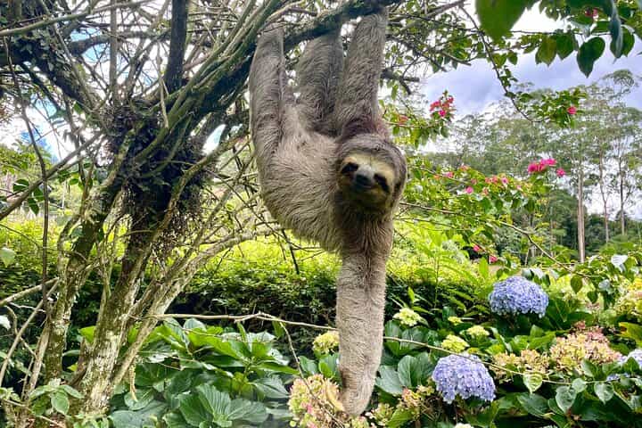 Wildlife, Waterfalls and Caves: Tijuca Rainforest Hike in Rio de Janeiro