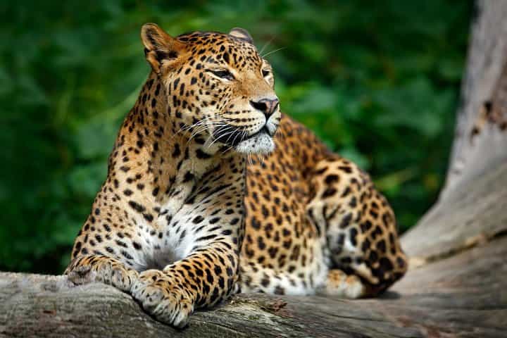Wilpattu National Park Safari from Negombo