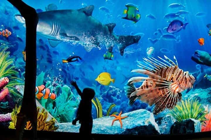 Sea Life Bangkok Ocean World Tickets
