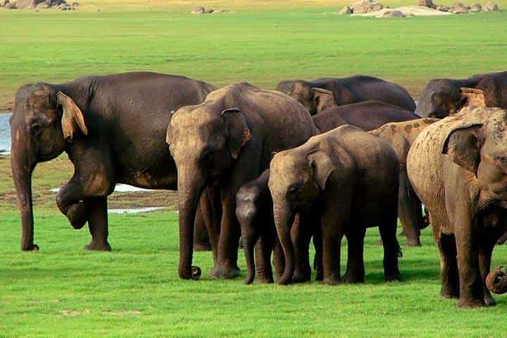 Yala National Park Jeep Safari With an Expert Of Wildlife