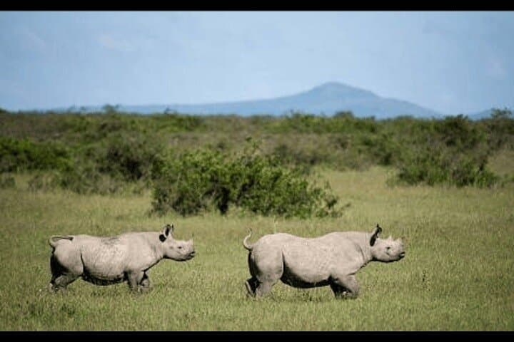 5 Day Amboseli Nakuru Mara Kenya with Lodging Safari Tour