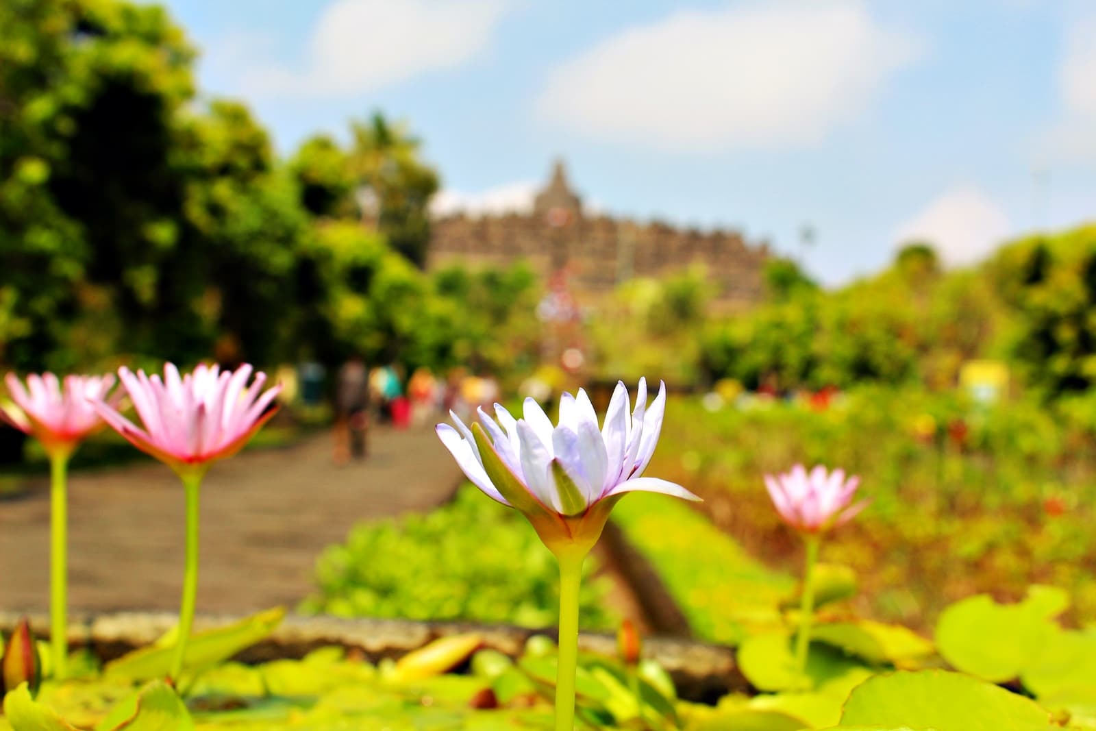 Borobudur Sunset Tour