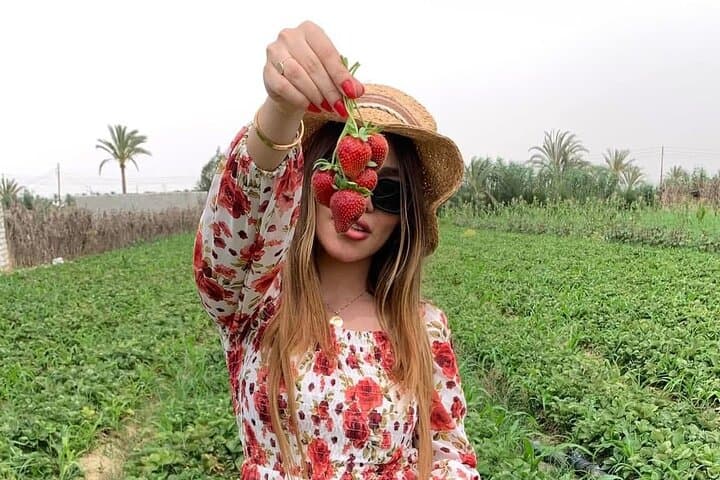 Shagie Farms Eco-Tourism Strawberry Picking Experience from Cairo