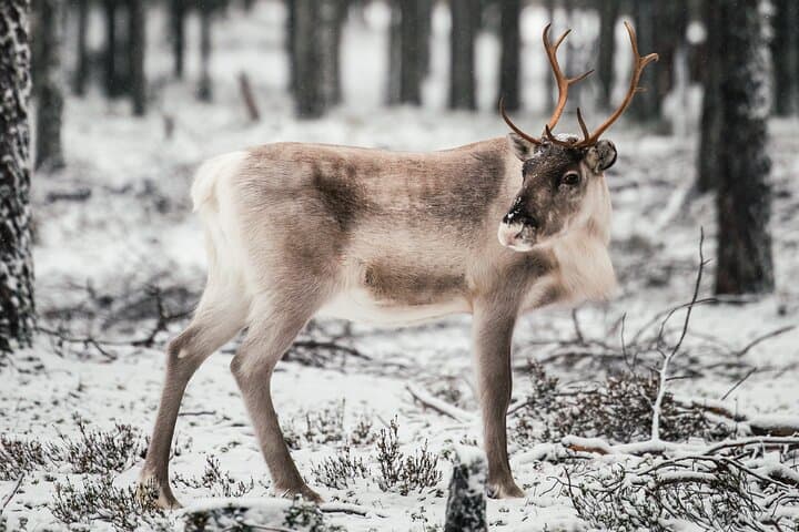 Wild Reindeers Safari + Lunch in Glass Igloo (private service)