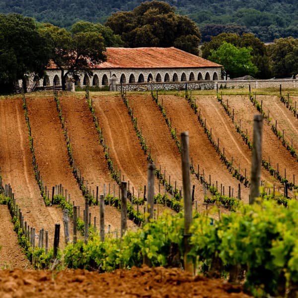 Private Day Trip to Ribera del Duero Wine Region from Madrid 