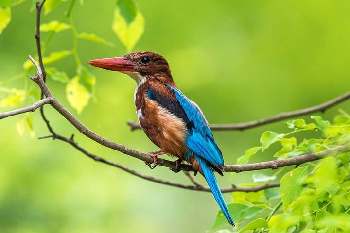 Muthurajawela Bird Watching Tour From Colombo & Negombo