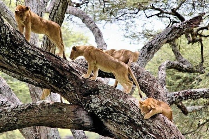 1-Day Lake Manyara Tour from Arusha